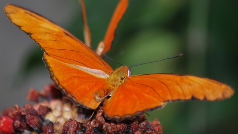 436251-2560x1600-Orange-Butterfly